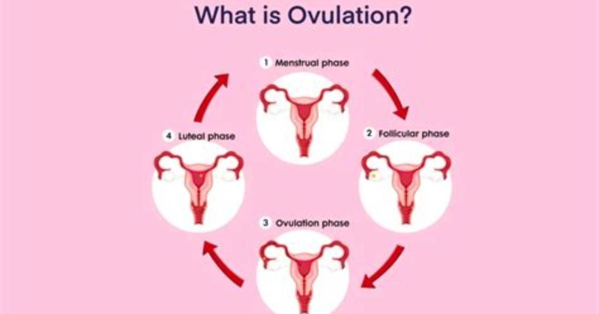 What's Does Ovulation Mean?