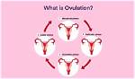 What's Does Ovulation Mean?