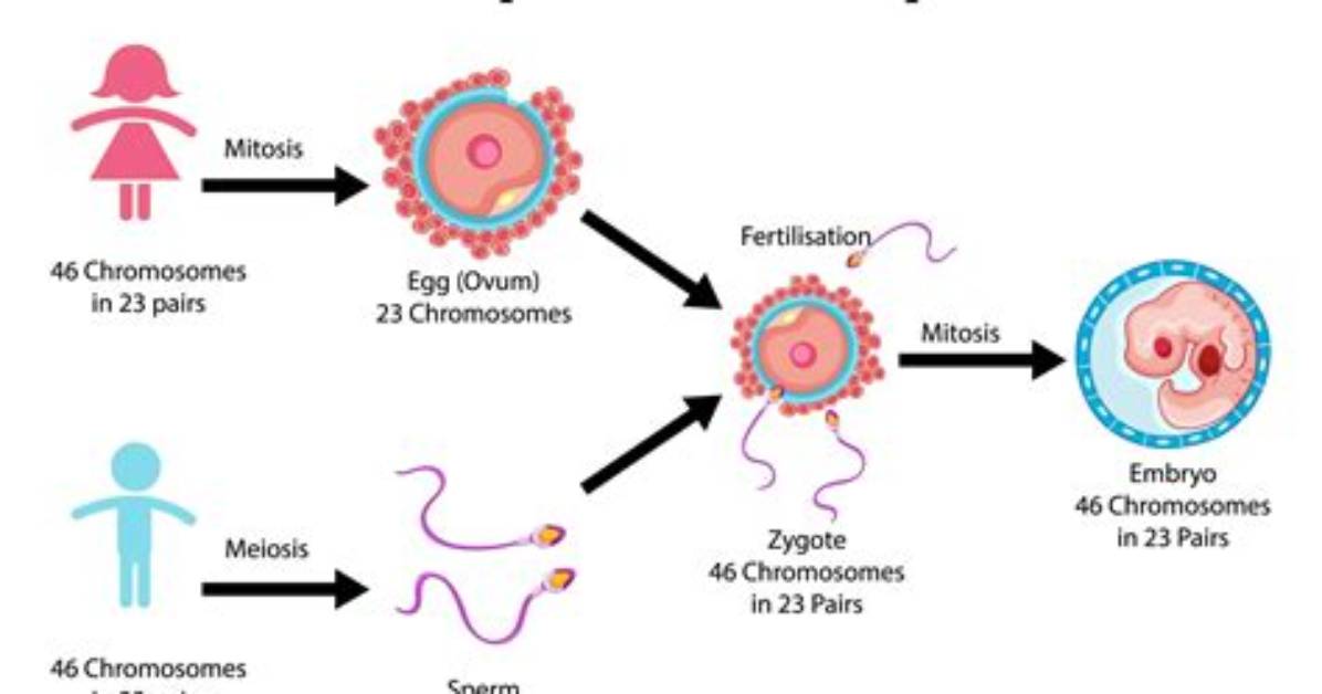 What's Does Procreation Mean?