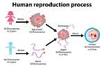 What's Does Procreation Mean?
