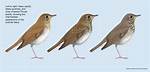 What's the Difference Between a Thrush and a Song Thrush
