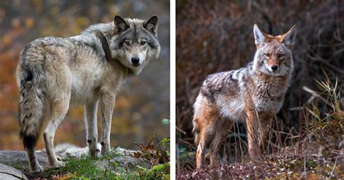 What's the Difference Between a Wolf Cut and a Mullet?