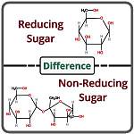 What's the Difference Between Reducing and Non-Reducing Sugars?
