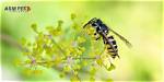 What Scent Do Wasps Hate