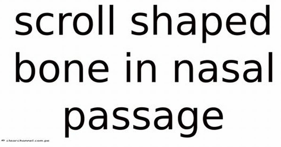 What Scroll Shaped Bone?