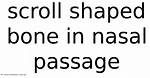 What Scroll Shaped Bone?