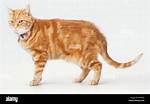What Side of a Cat Has the Most Fur? [Riddle Answers]