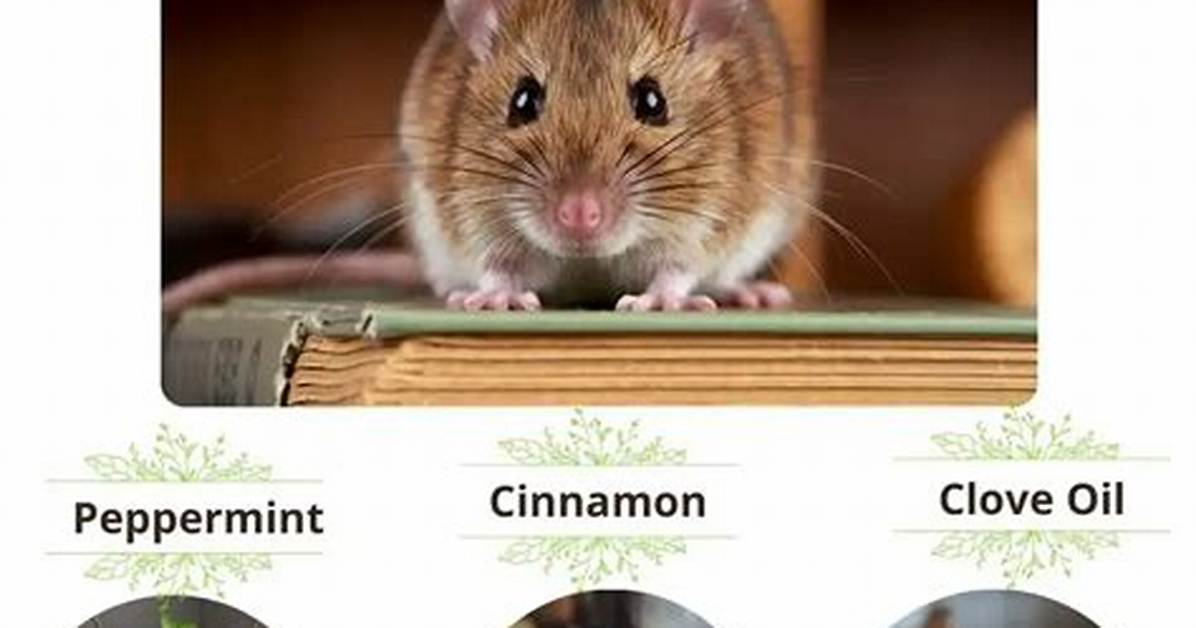 What Smells Do Mice Hate