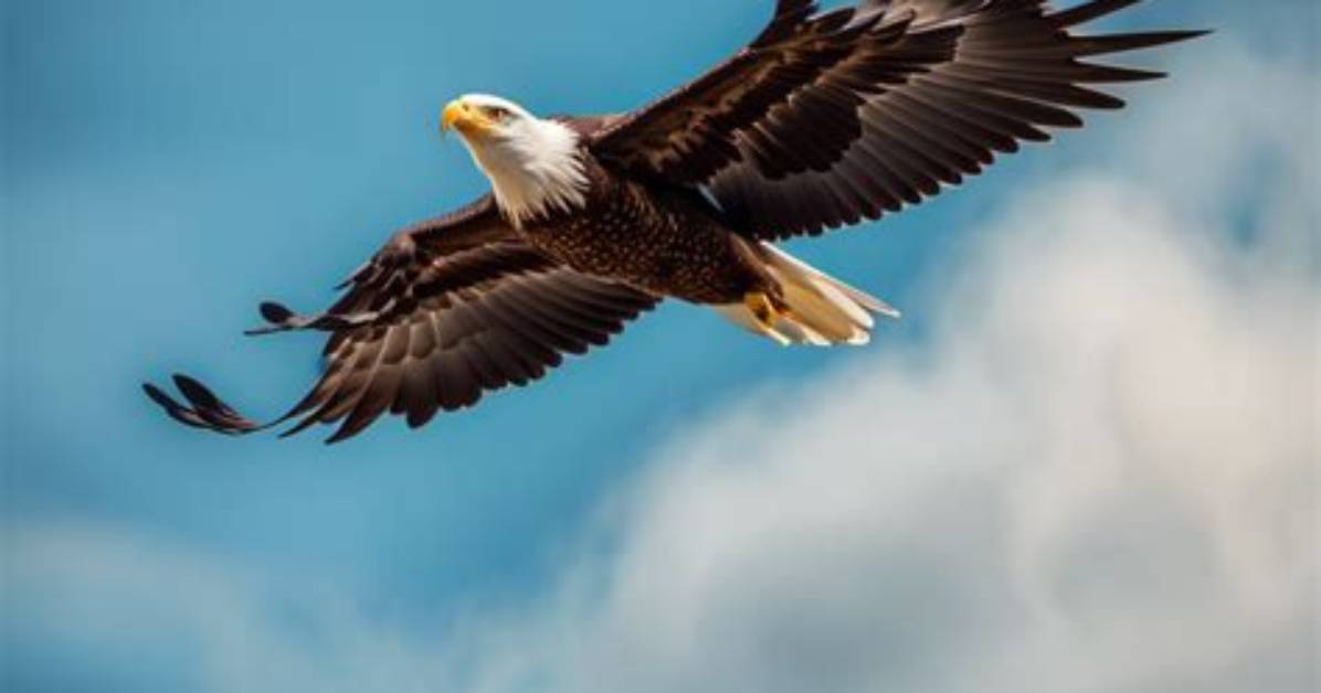 What Soaring Eagle Mean?