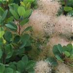 What Soil for Cotinus?