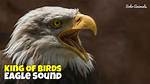 What Sound Does an Eagle Make?