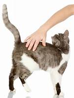 What Stroking Do Cats Like?