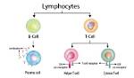 What Structure Activates Lymphocytes