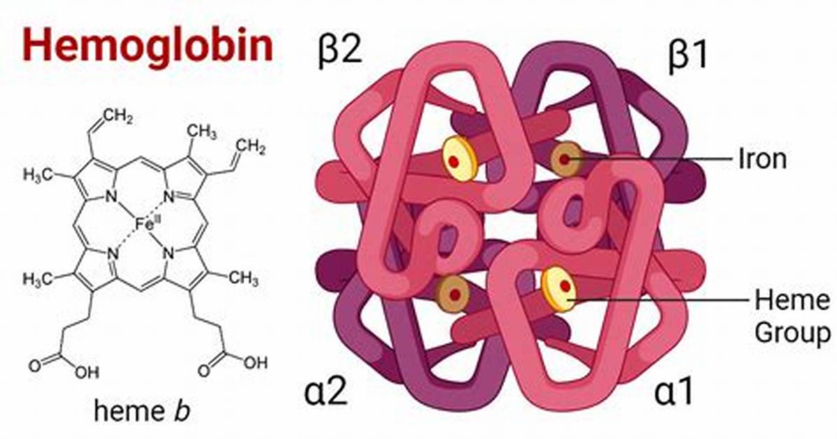 What Structure Is Hemoglobin?