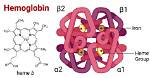 What Structure Is Hemoglobin?