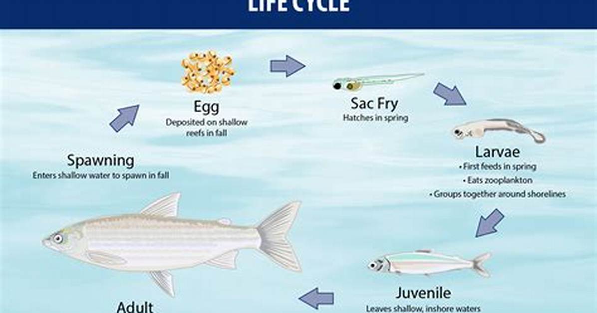 What Temperature Do Whitefish Spawn?
