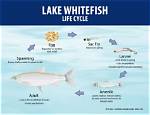 What Temperature Do Whitefish Spawn?