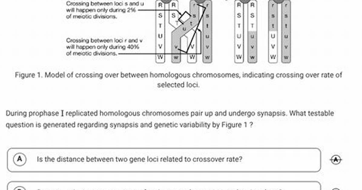 What Testable Question Is Generated Regarding Synapsis?