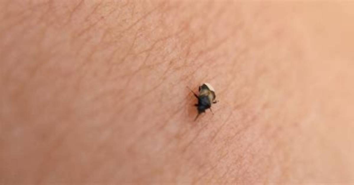 What Tiny Black Bugs Bite?