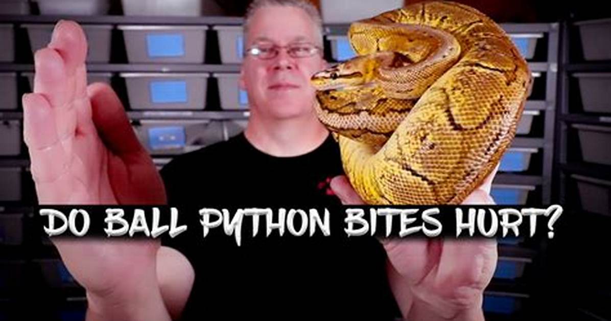 What to Do If a Python Bites You?