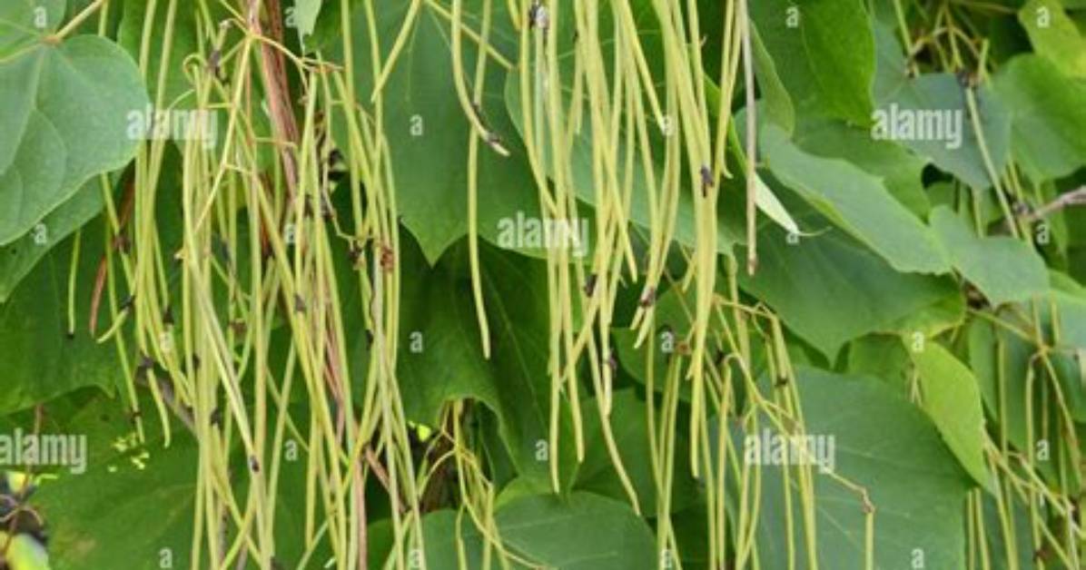 What Tree Has Long Beans