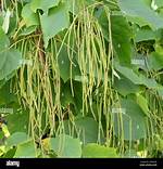 What Tree Has Long Beans