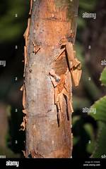 What Tree Has Thin Bark
