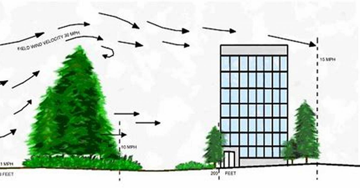 What Trees Block Wind