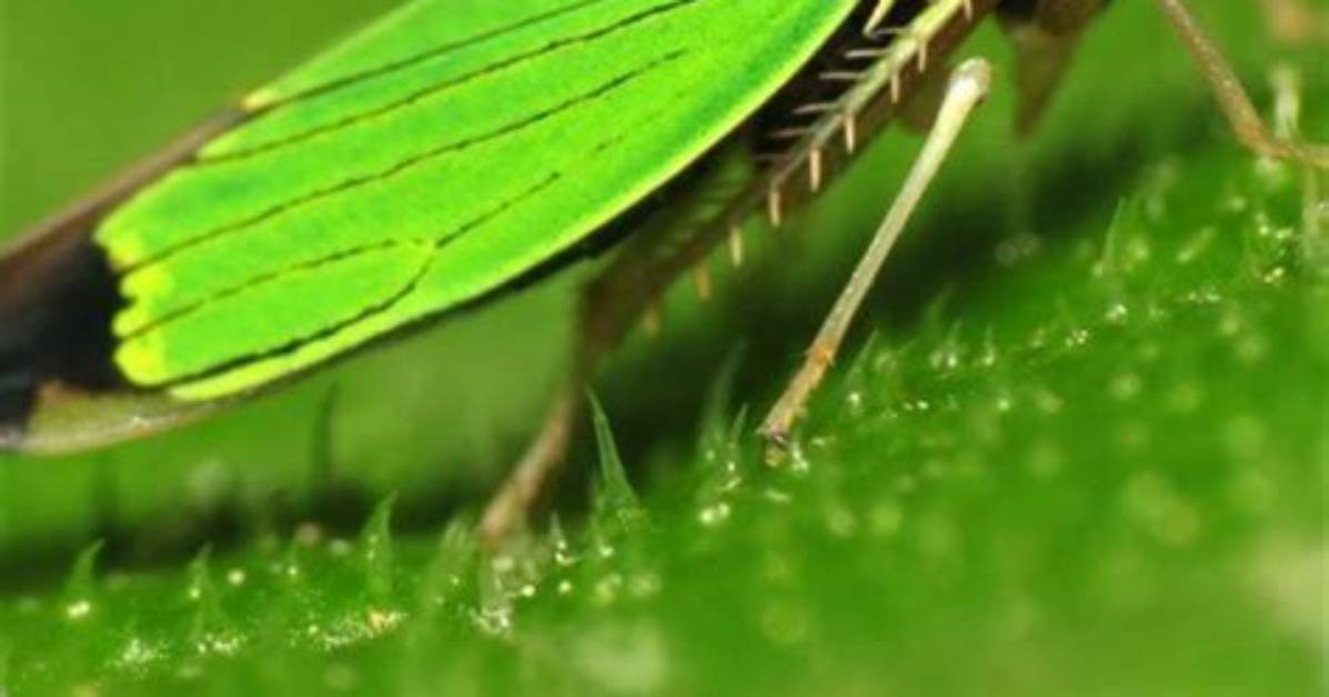 What Will Kill Leafhoppers