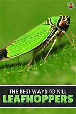 What Will Kill Leafhoppers