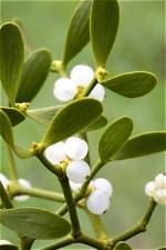 What Will Kill Mistletoe