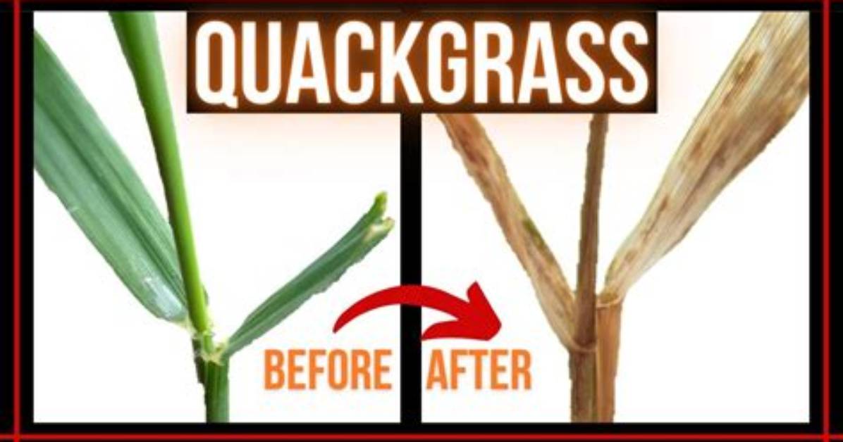 What Will Kill Quackgrass