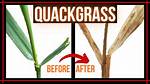 What Will Kill Quackgrass