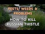 What Will Kill Russian Thistle?