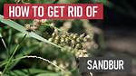 What Will Kill Sandburs?