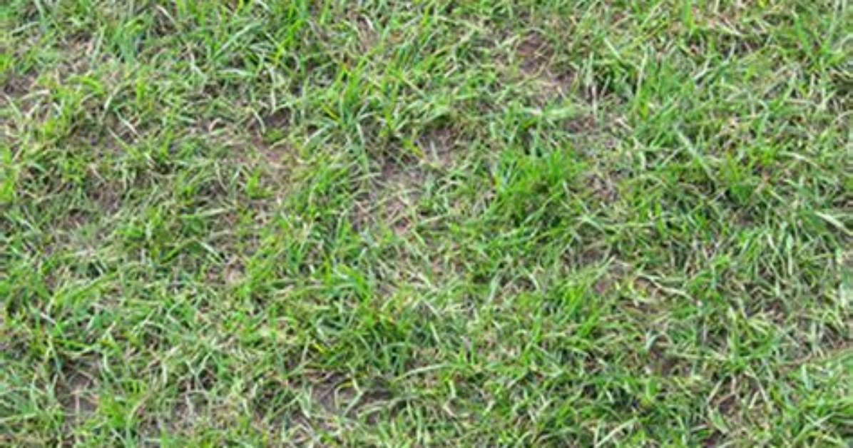 What Will Kill Wire Grass?