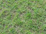 What Will Kill Wire Grass?