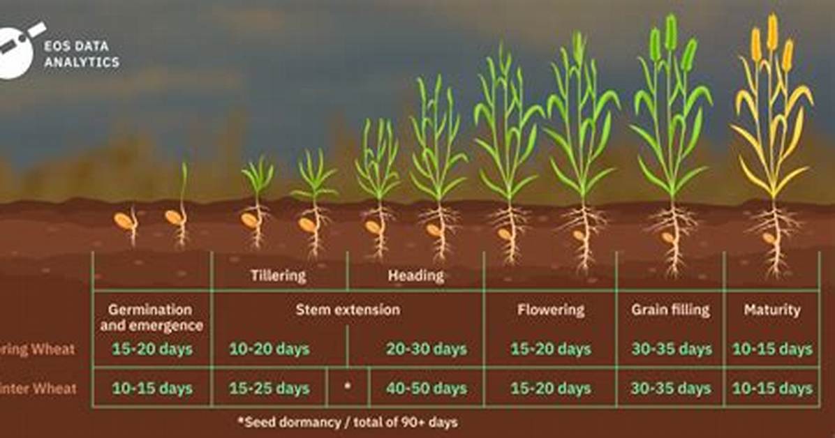 Wheat Germination Time