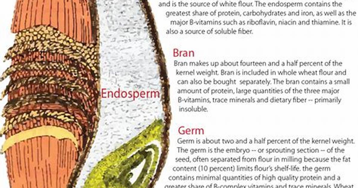 Wheat Kernel