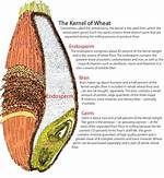 Wheat Kernel