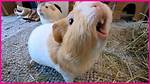 Wheeking Guinea Pigs