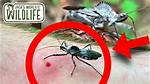 Wheel Bug Bite
