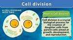 When a Cell Divides?