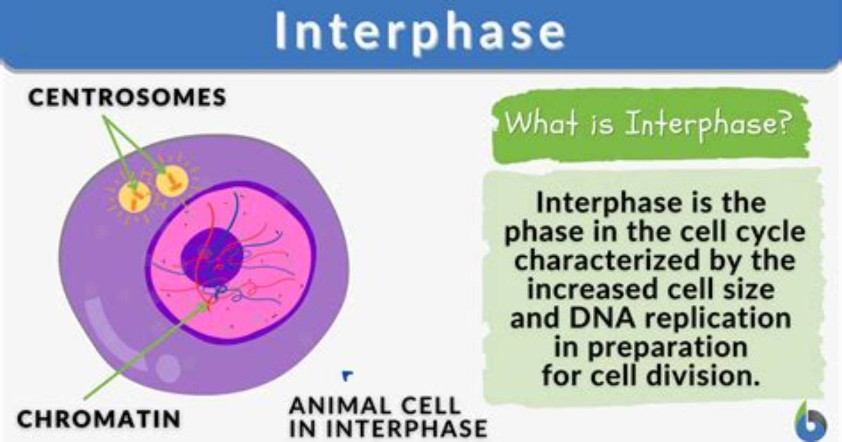 When a Cell Is in Interphase?