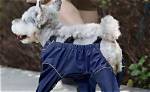 When a Dog Paces and Pants?