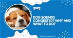 When a Dog Sounds Congested?