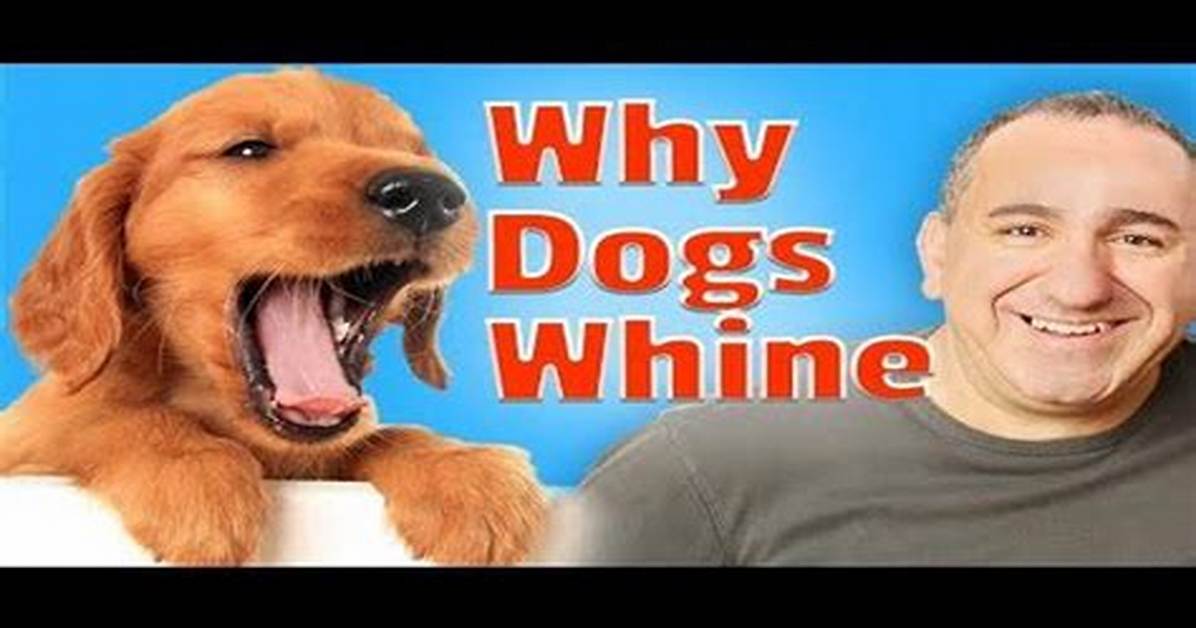 When a Dog Squeals?