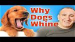 When a Dog Squeals?