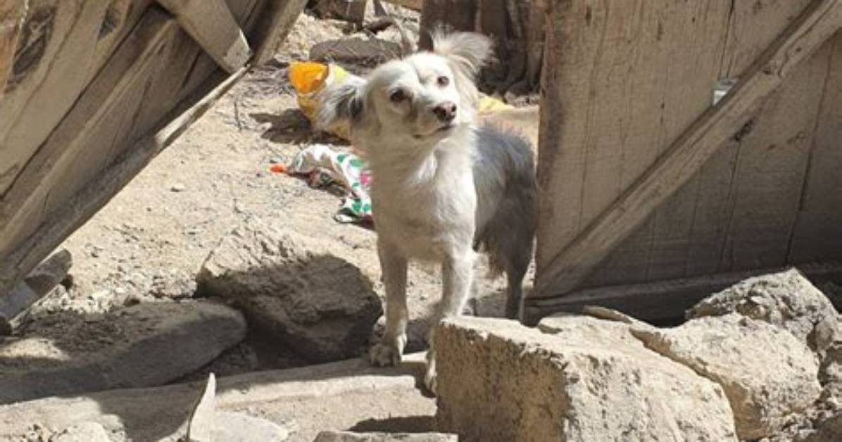 When a Dog Wails?