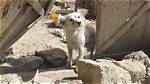 When a Dog Wails?